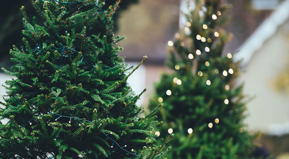 Supermarkets brace for real Christmas tree rush this weekend as demand spikes