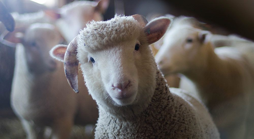 Ewe herd it here first: How Woola is disrupting online retail with sheep wool